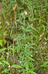 American bird's-foot trefoil